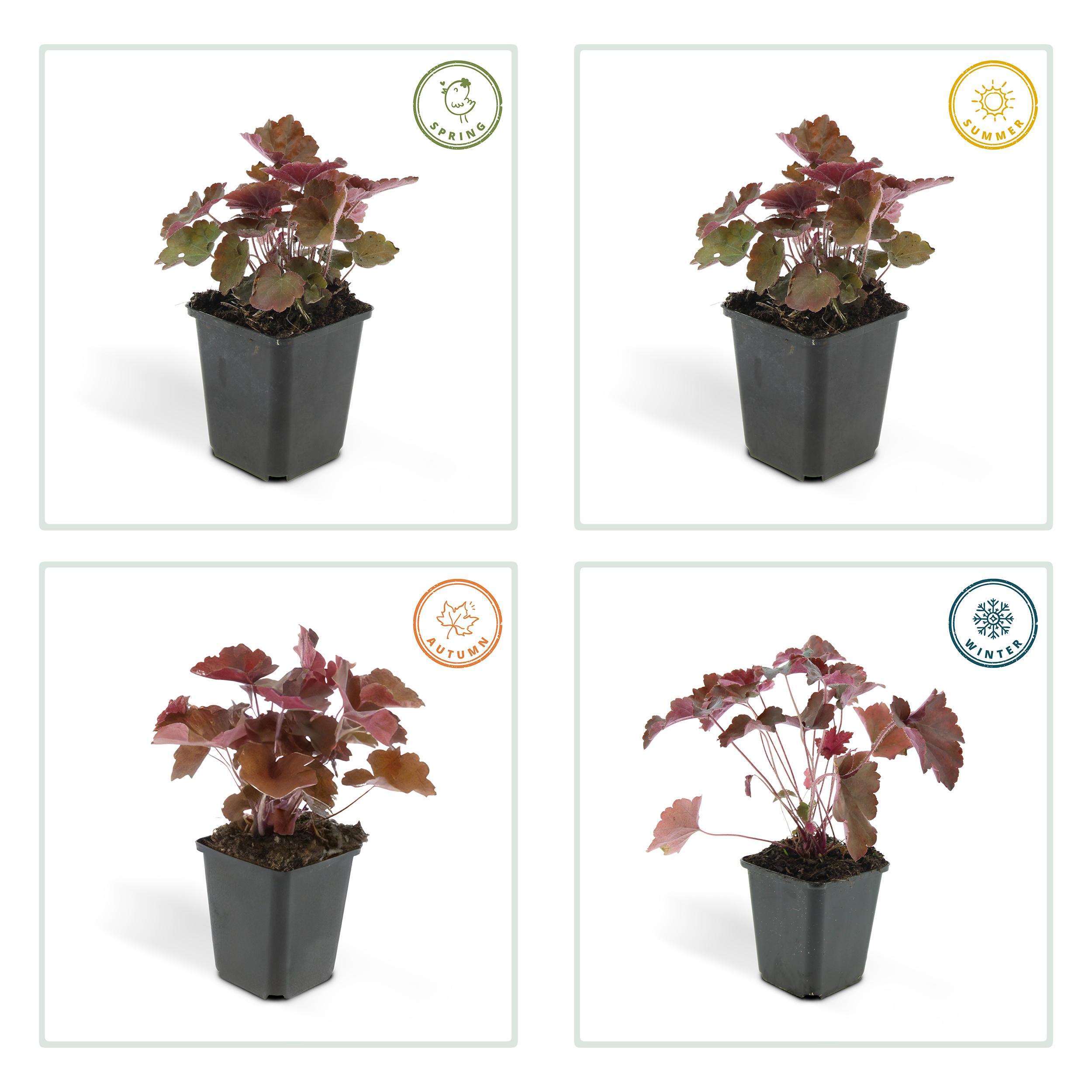 Garden basics 48x Heuchera mic. 'Palace Purple' - ↕10-25cm - Ø9cm (50327)