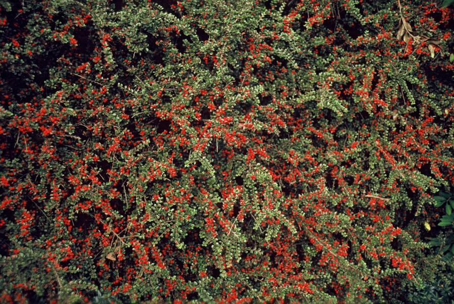 Garden basics 12x Cotoneaster horizontalis - ↕10-25cm - Ø9cm (47678)