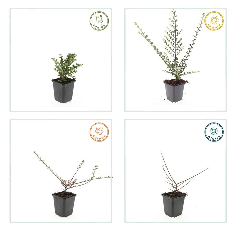 Garden basics 12x Cotoneaster horizontalis - ↕10-25cm - Ø9cm (47678)