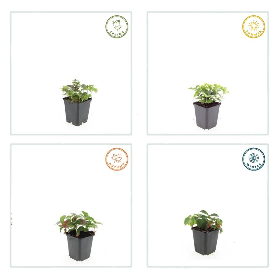 Garden basics 6x Cornus canadensis - ↕10-25cm - Ø9cm (47662)