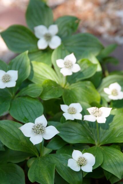 Garden basics 6x Cornus canadensis - ↕10-25cm - Ø9cm (47662)
