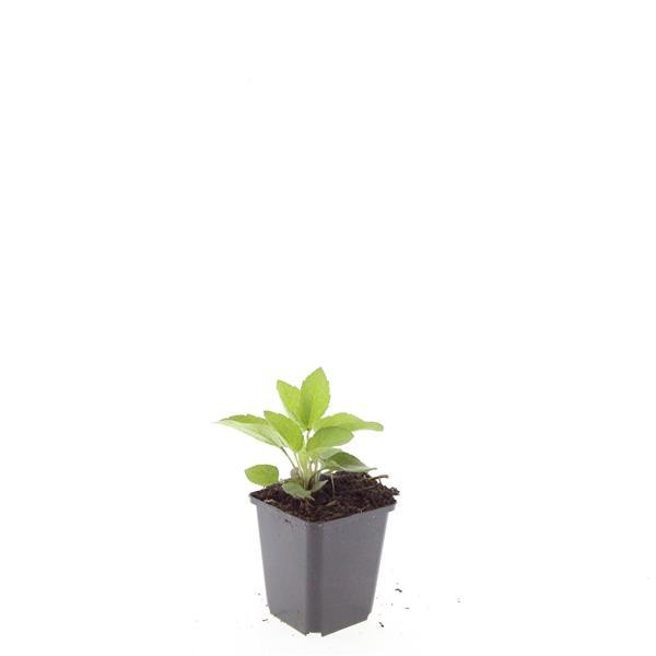 Garden basics 24x Rudbeckia fulgida 'Goldsturm' - ↕10-25cm - Ø9cm (50591)