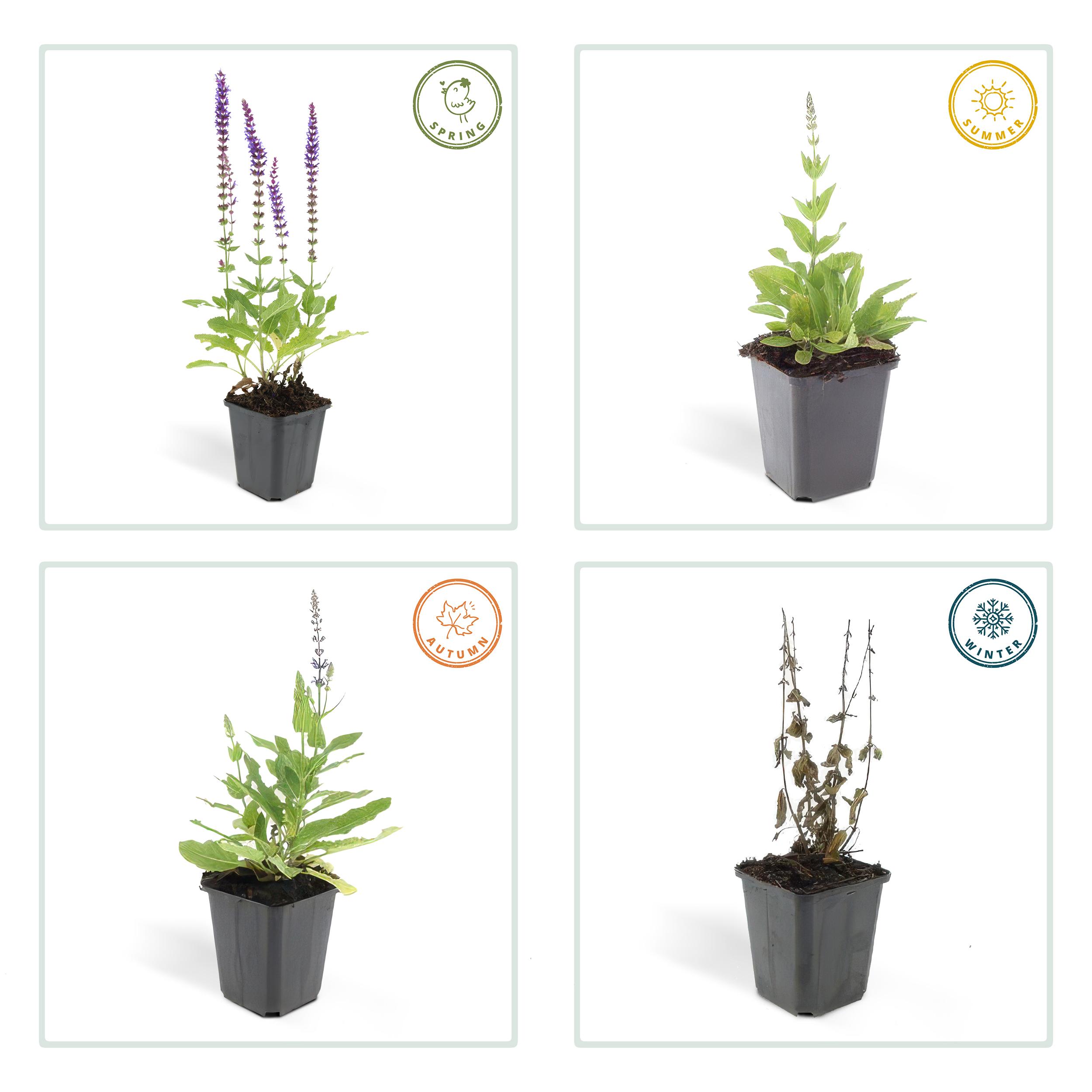 Garden basics 12x Salvia nem. 'Ostfriesland' - ↕10-25cm - Ø9cm (46986)