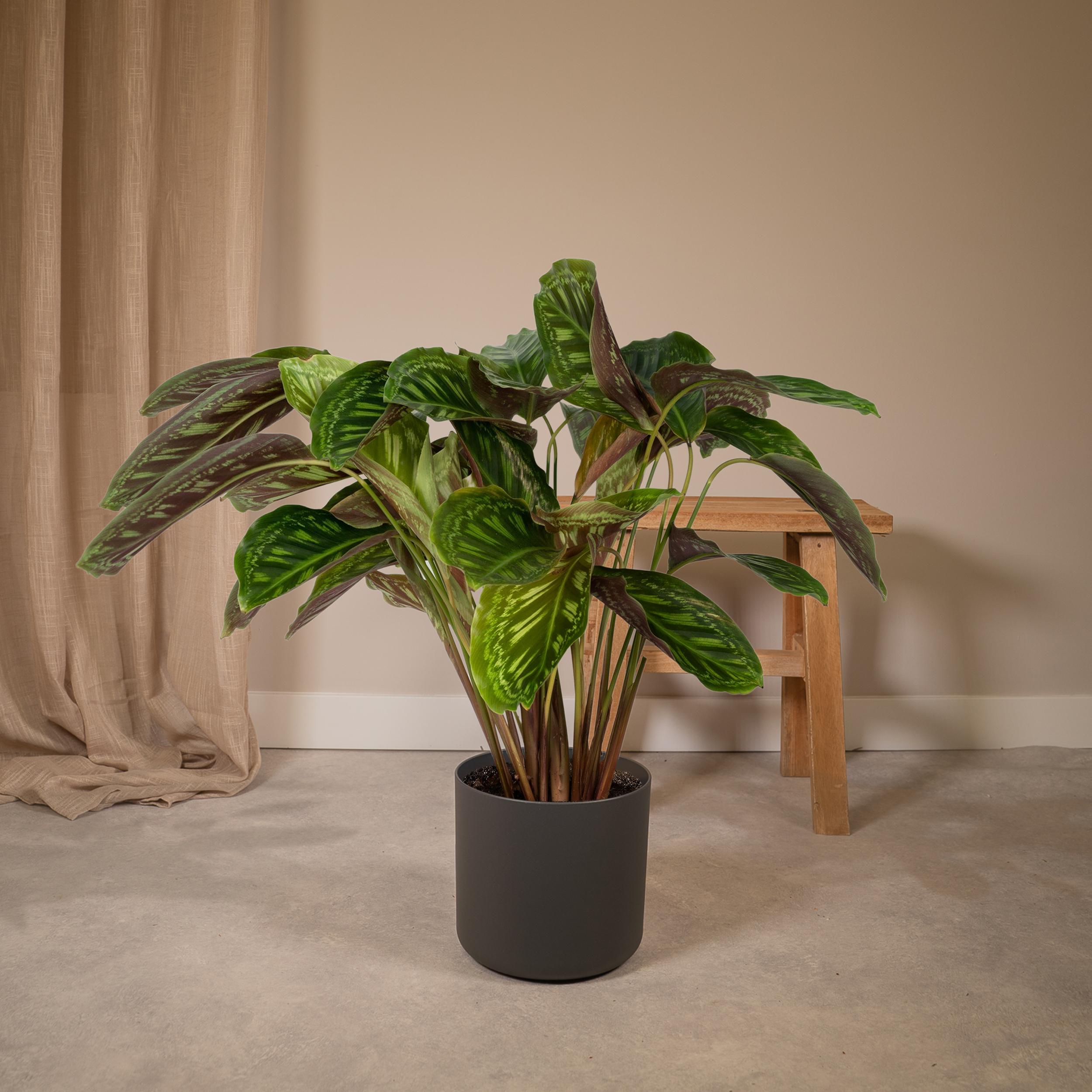 Calathea Flamestar - Pauwenplant (8720634283991)