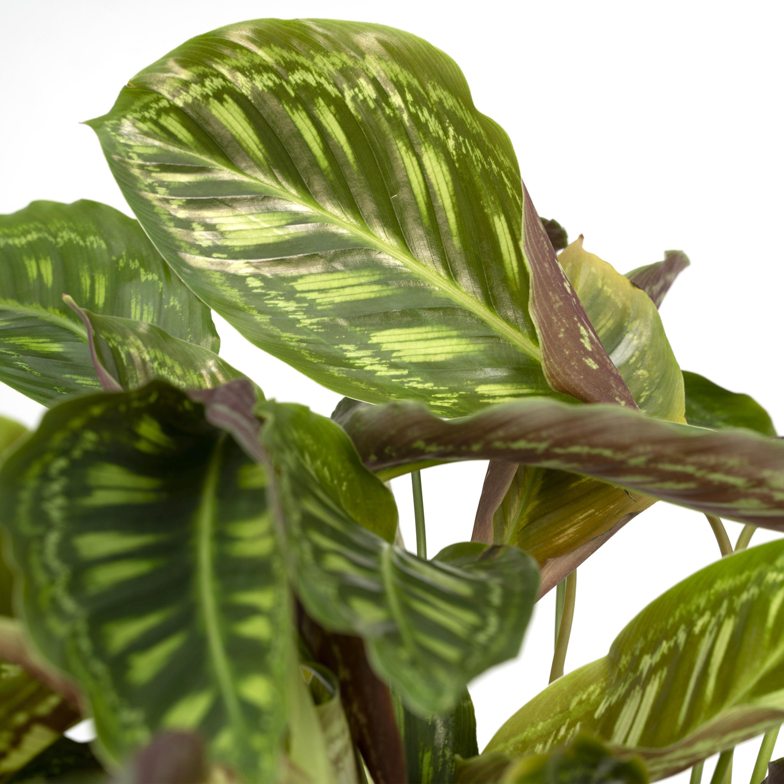 Calathea Flamestar - Pauwenplant (8720634283991)