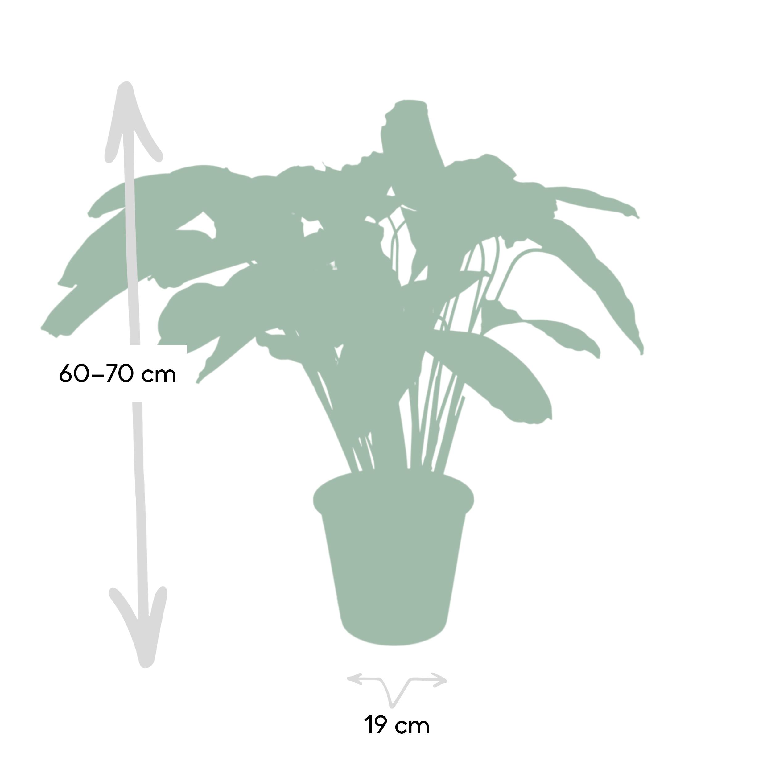 Calathea Flamestar - Pauwenplant (8720634283991)