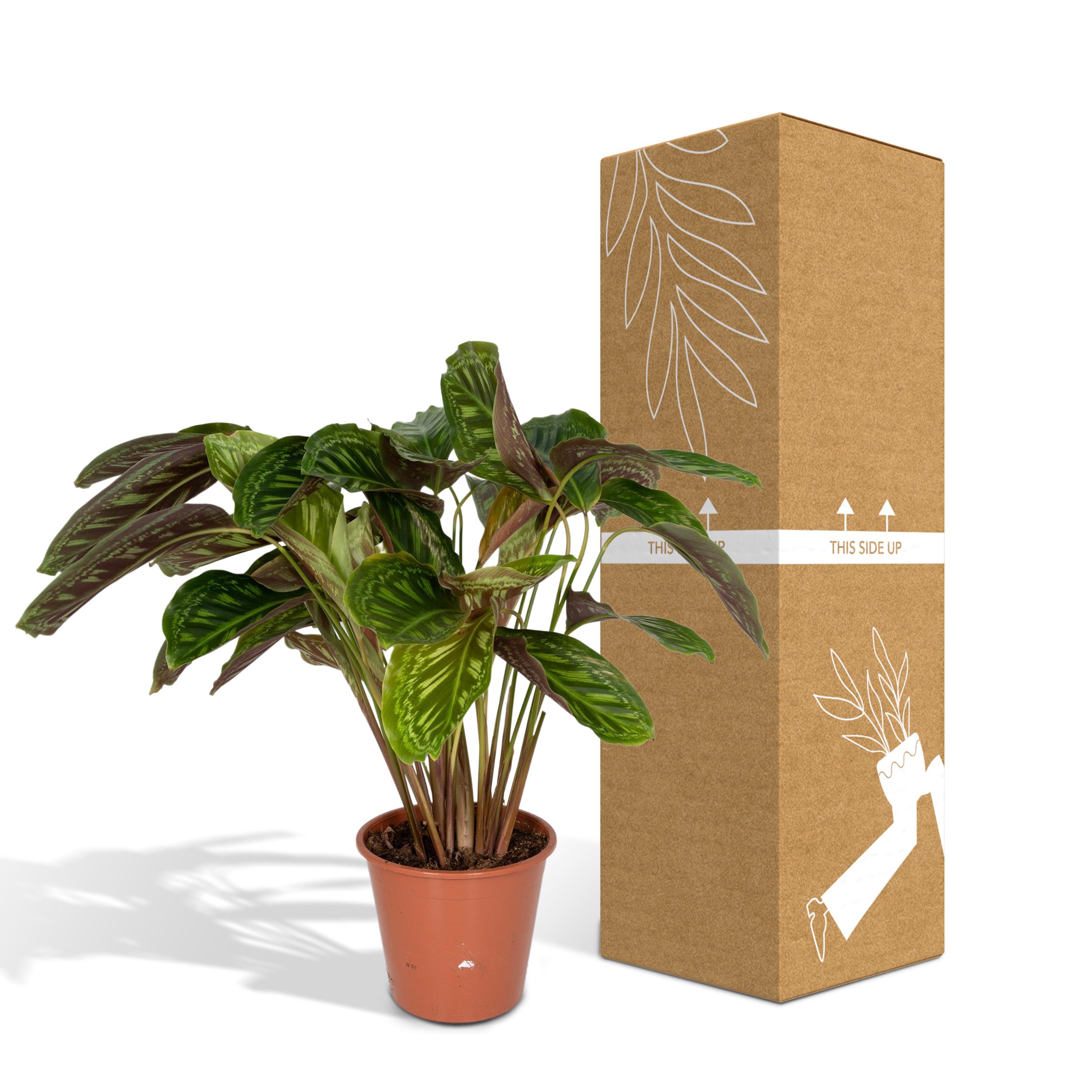 Calathea Flamestar - Pauwenplant (8720634283991)