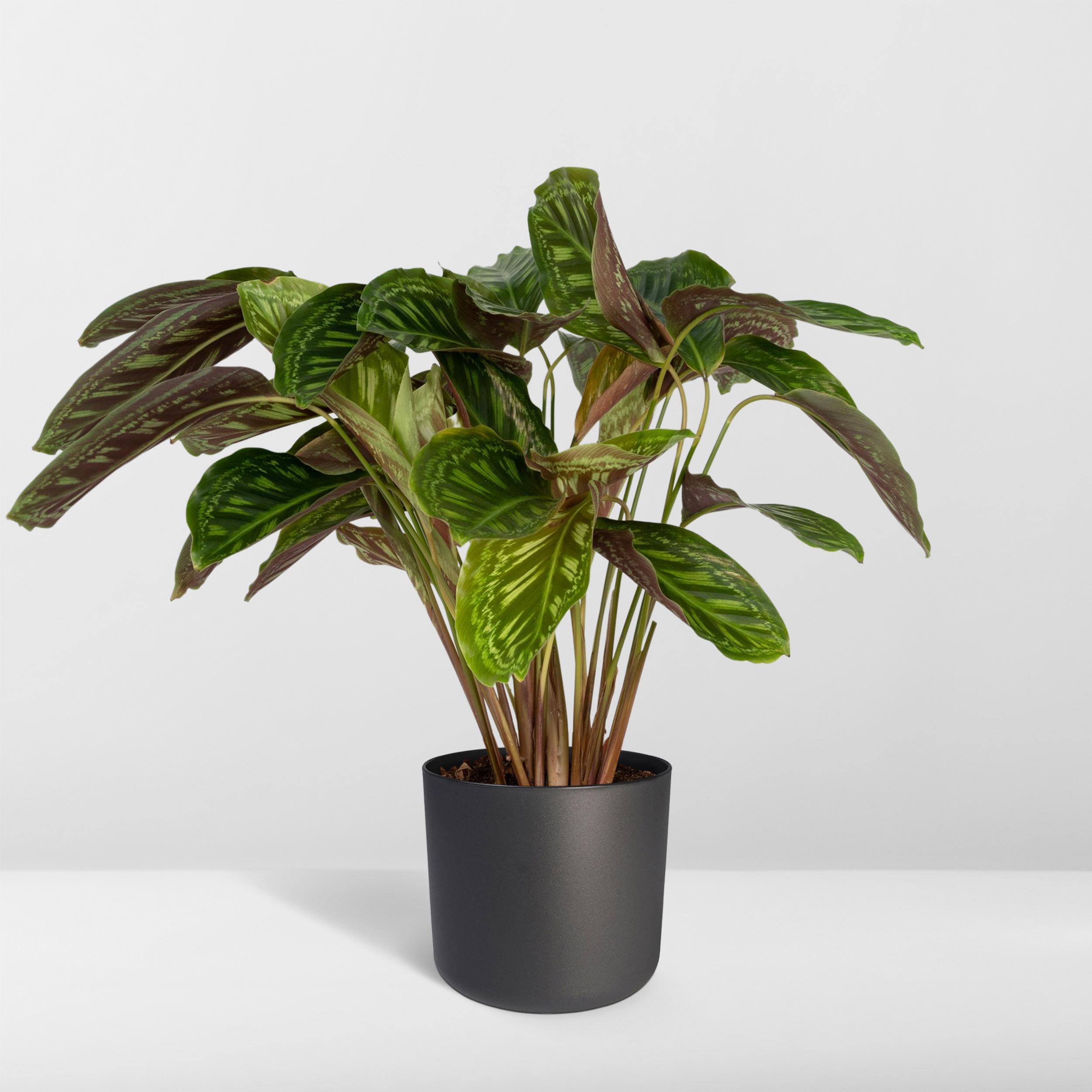 Calathea Flamestar - Pauwenplant (8720634283991)