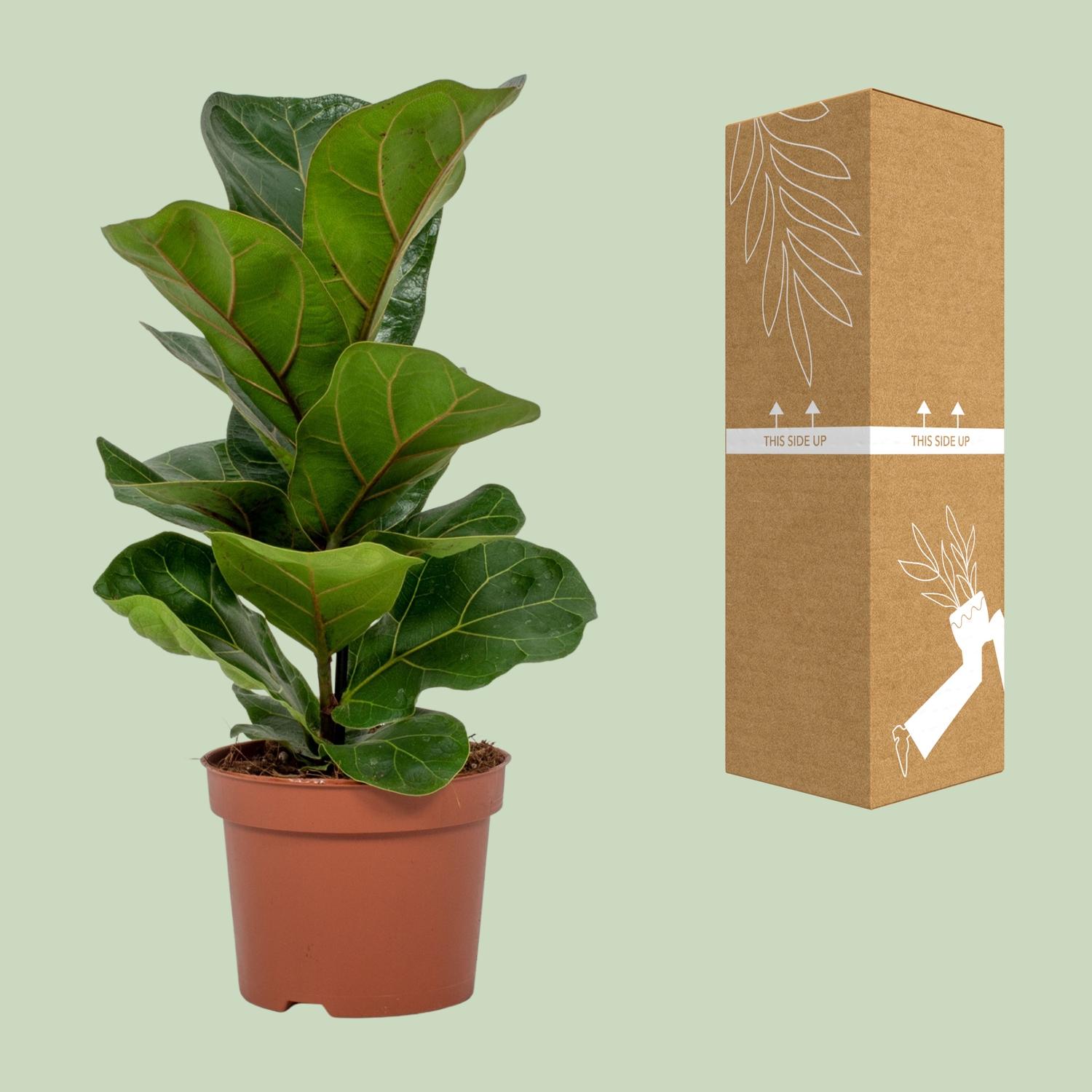 Ficus Lyrata (8720634287340)