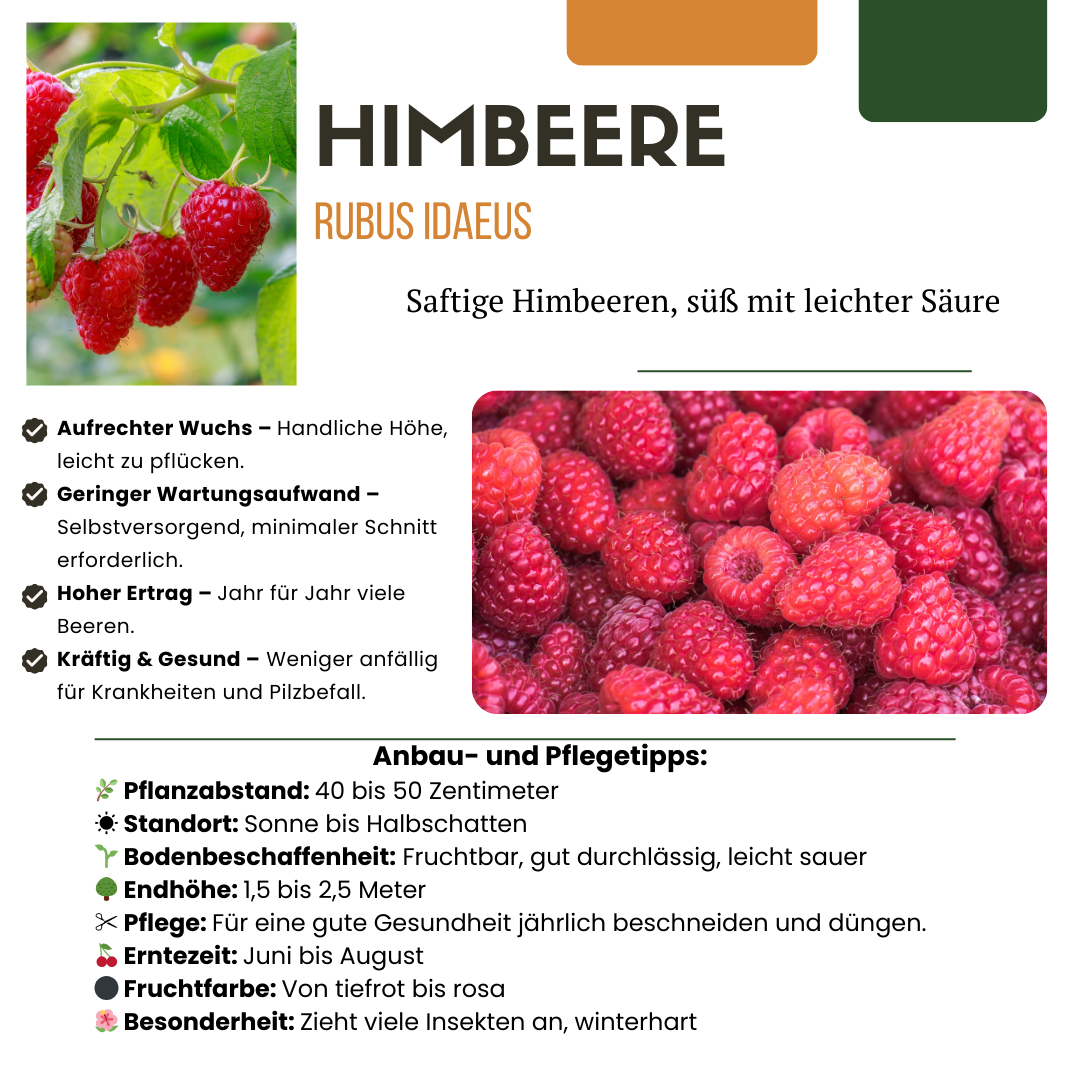 Premium basics "Vruchten feestje" BIO Fruitplanten mix set van 3 verschillende soorten (48360)