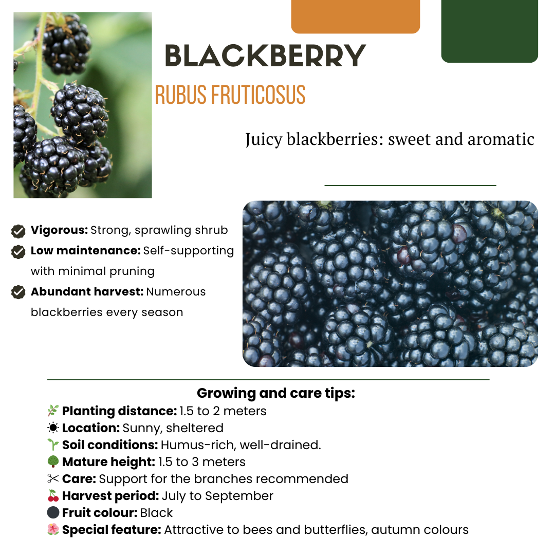 Premium basics "Vruchten feestje" BIO Fruitplanten mix set van 3 verschillende soorten (48360)