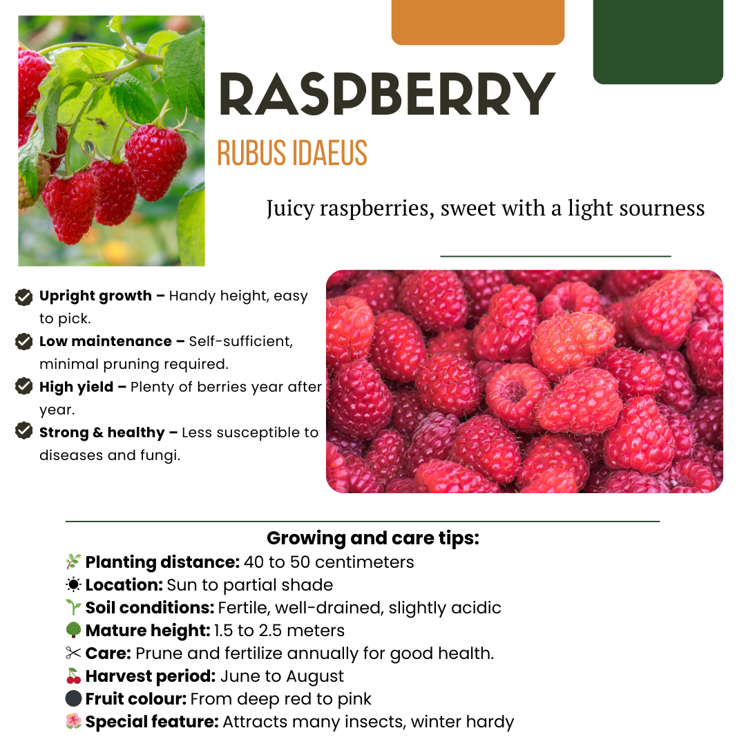 Premium basics "Vruchten feestje" BIO Fruitplanten mix set van 3 verschillende soorten (48360)