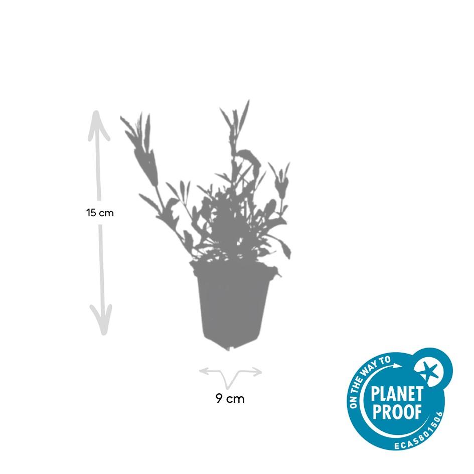 Garden basics 12x Verbena bonariensis - ↕10-25cm - Ø9cm (46996)