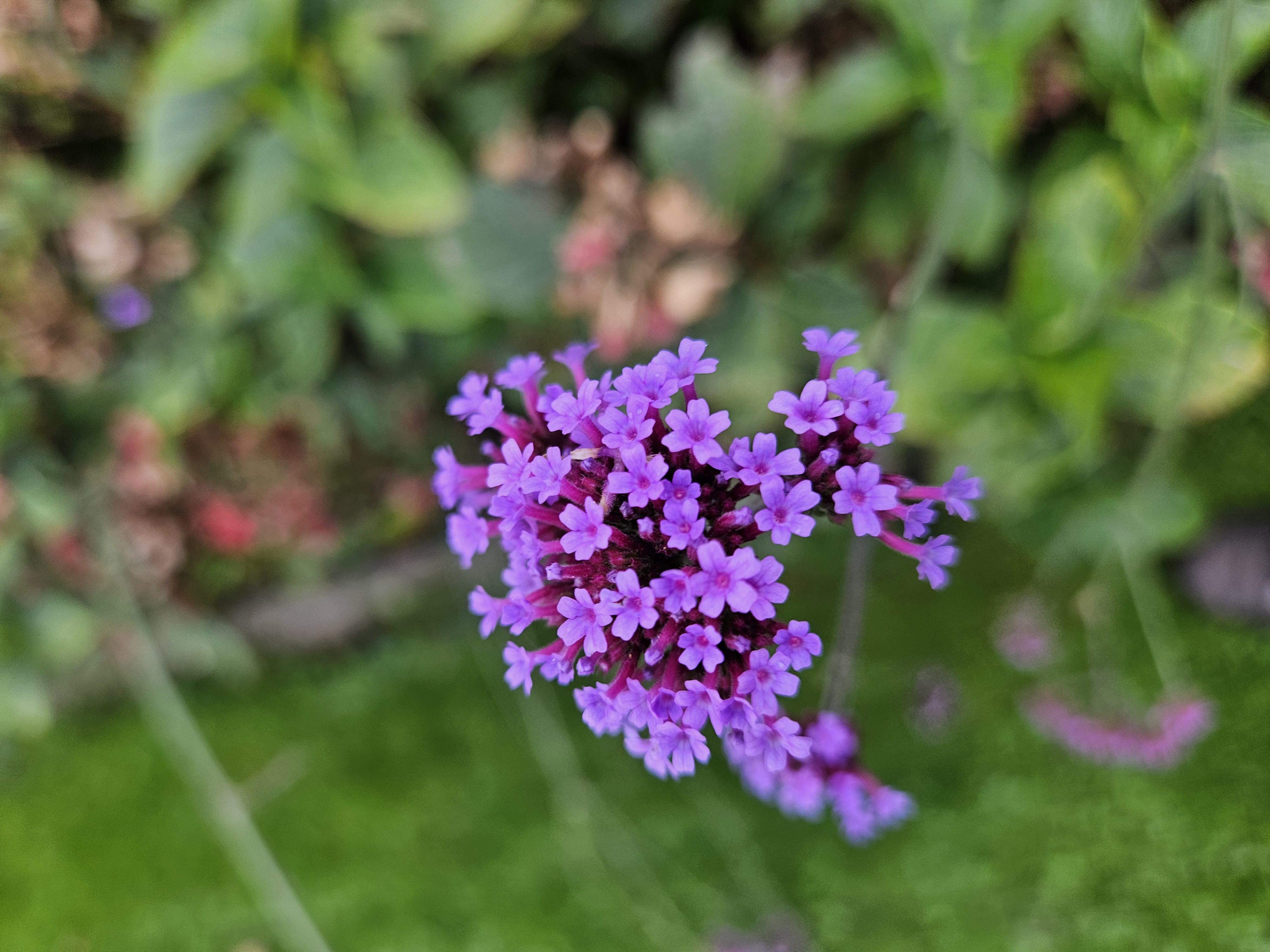 Garden basics 12x Verbena bonariensis - ↕10-25cm - Ø9cm (46996)