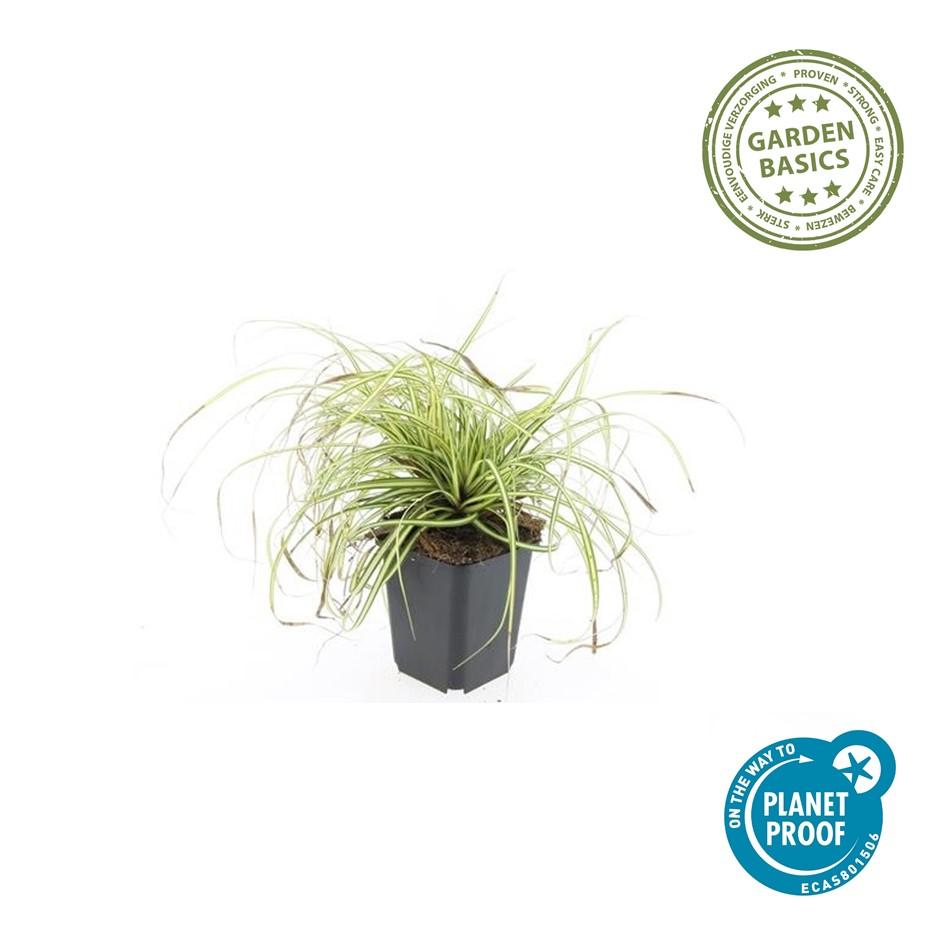 Garden basics 6x Carex oshim. 'Evergold' - ↕10-25cm - Ø9cm (47651)