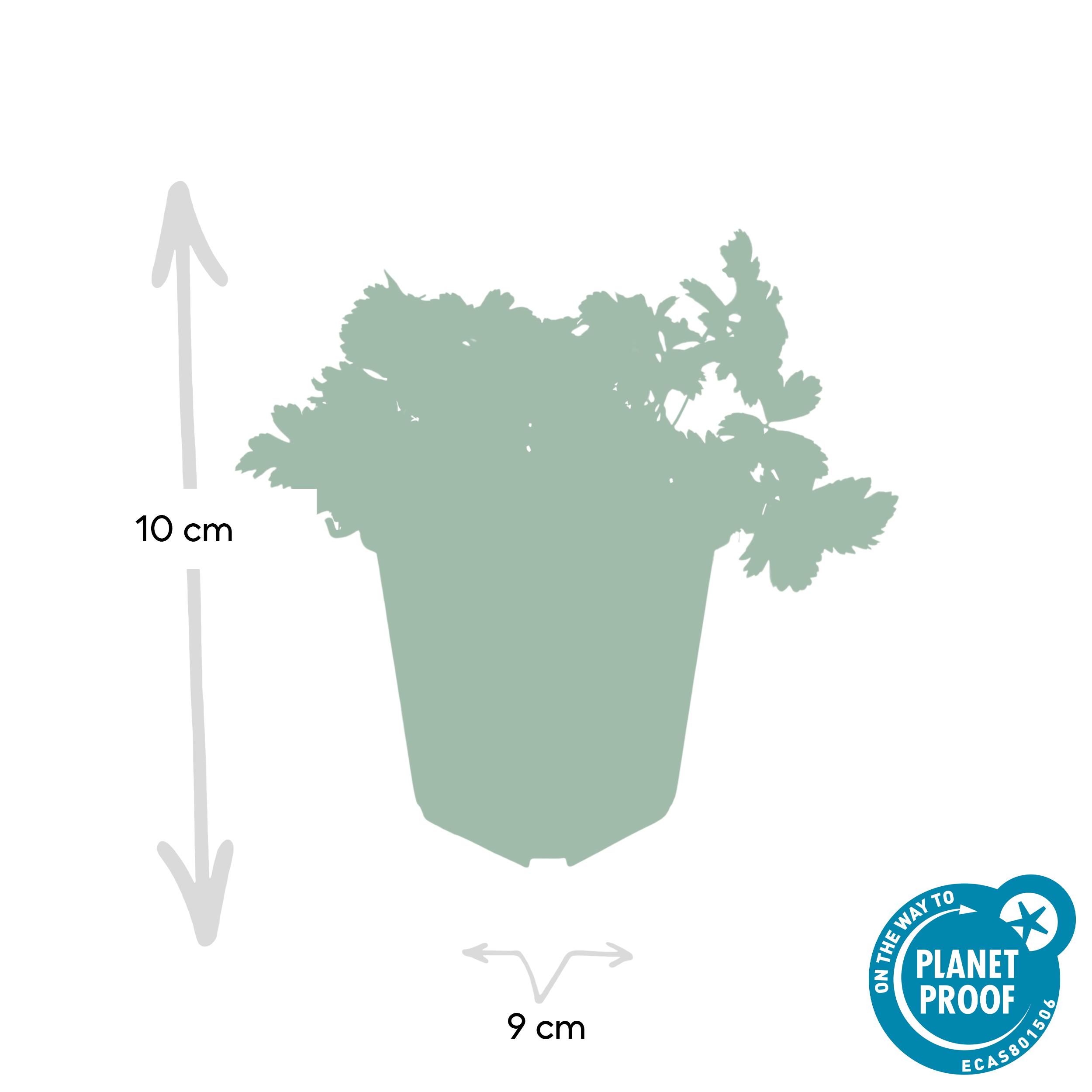 Garden basics 48x Waldsteinia ternata - ↕10-25cm - Ø9cm (50355)