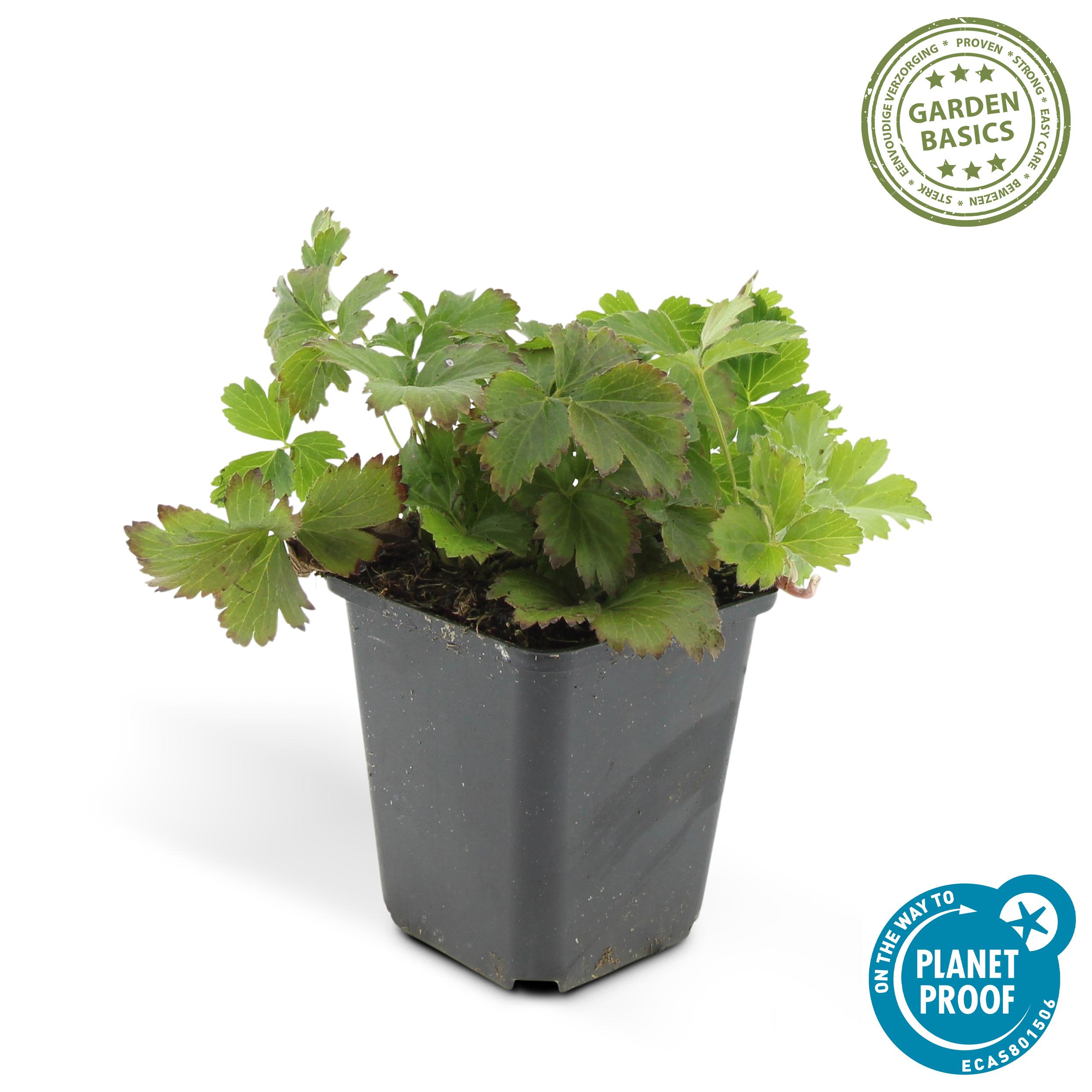 Garden basics 48x Waldsteinia ternata - ↕10-25cm - Ø9cm (50355)