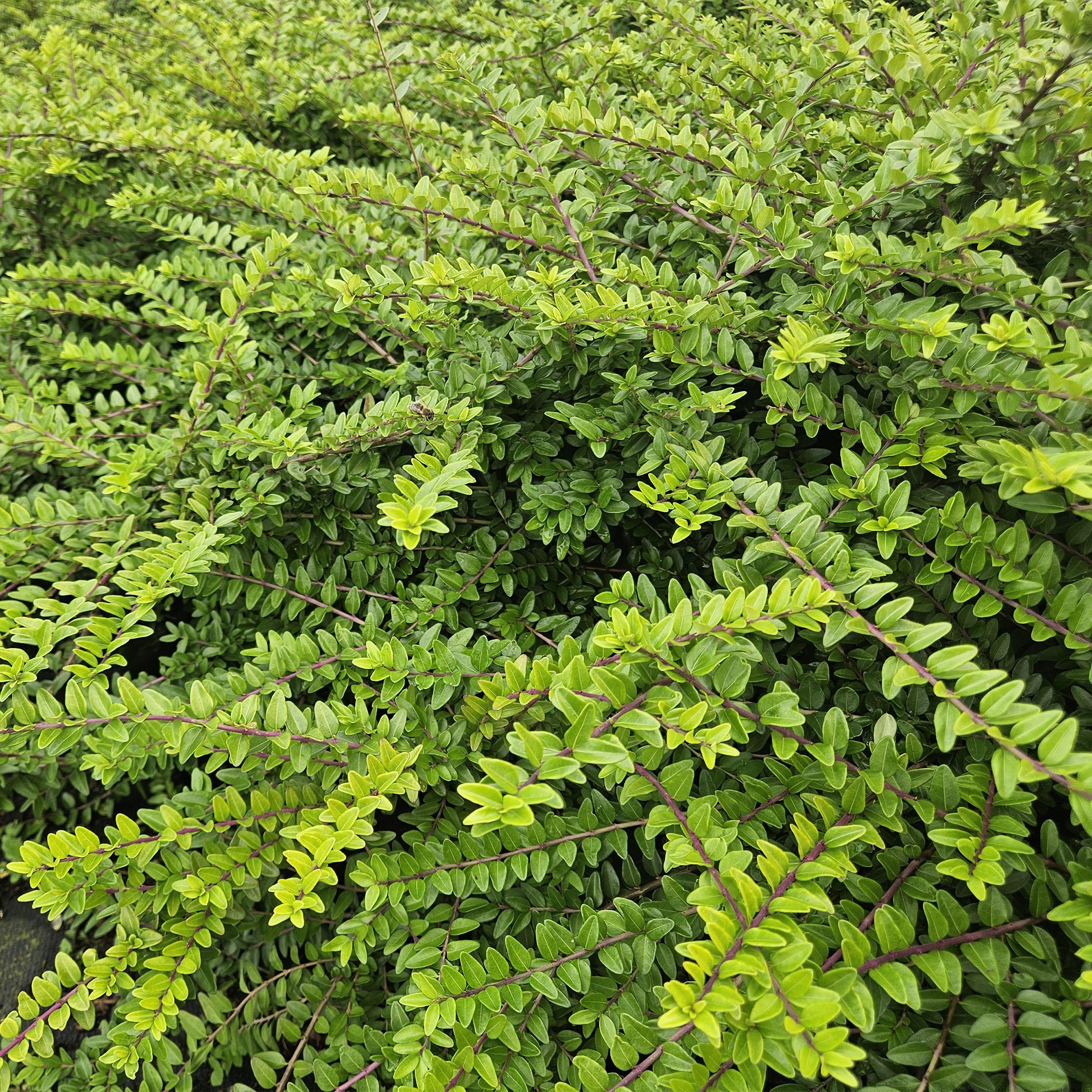 Garden basics 48x Lonicera nit. 'Maigrün' - ↕10-25cm - Ø9cm (50333)
