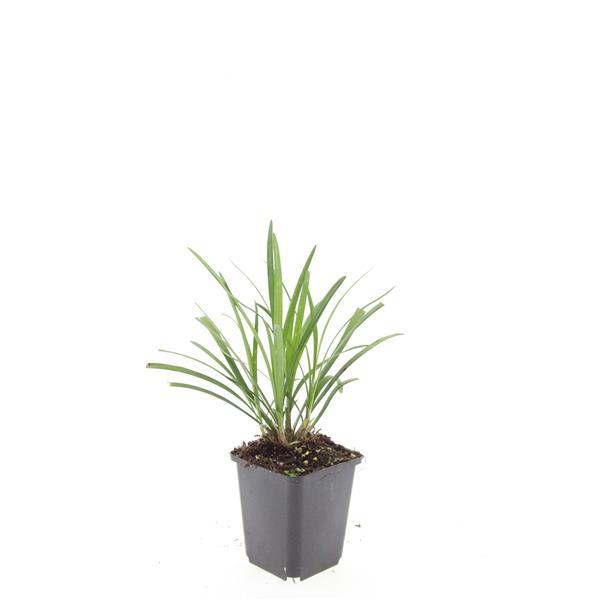 Garden basics 24x Liriope muscari 'Ingwersen' - ↕10-25cm - Ø9cm (50470)