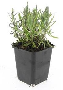 Garden basics 24x Lavandula ang. 'Munstead' - ↕10-25cm - Ø9cm (50460)
