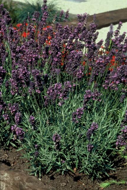 Garden basics 24x Lavandula ang. 'Munstead' - ↕10-25cm - Ø9cm (50460)