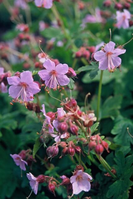 Garden basics 24x Geranium macr. 'Ingwersen's Var.' - ↕10-25cm - Ø9cm (50424)