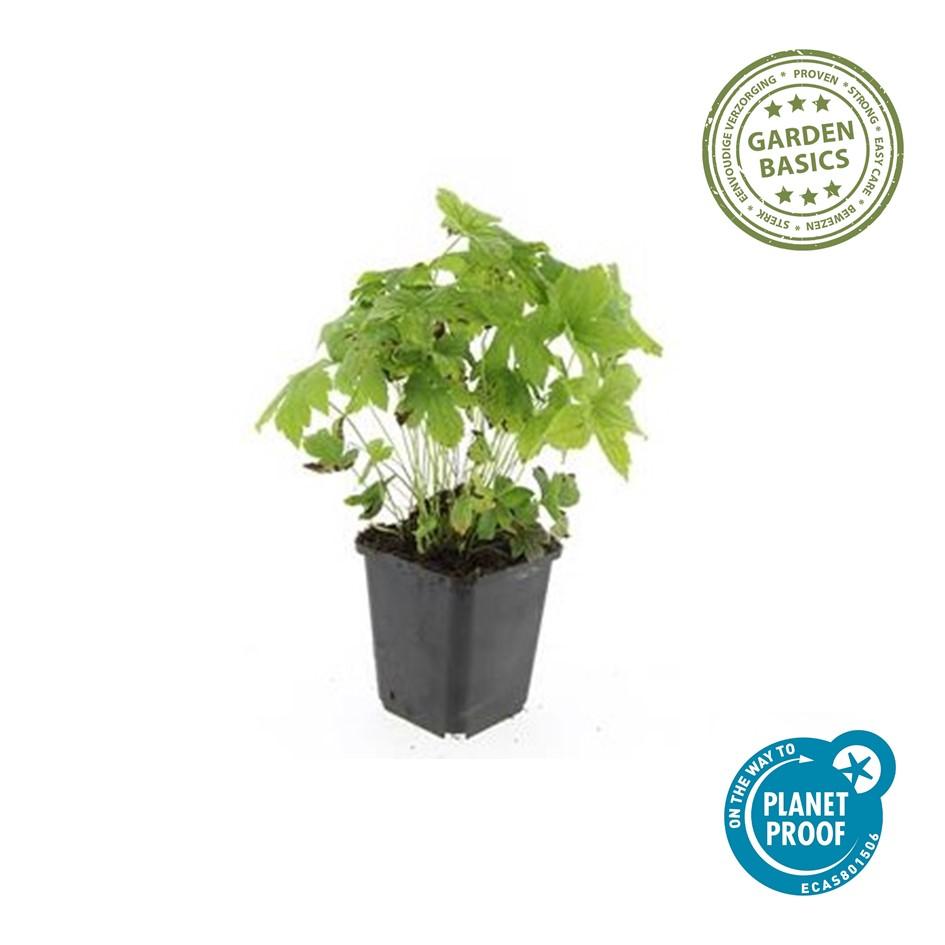 Garden basics 6x Geranium nodosum - ↕10-25cm - Ø9cm (47806)