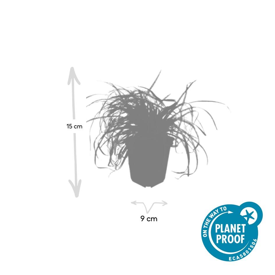 Garden basics 12x Carex oshim. 'Evergold' - ↕10-25cm - Ø9cm (47652)