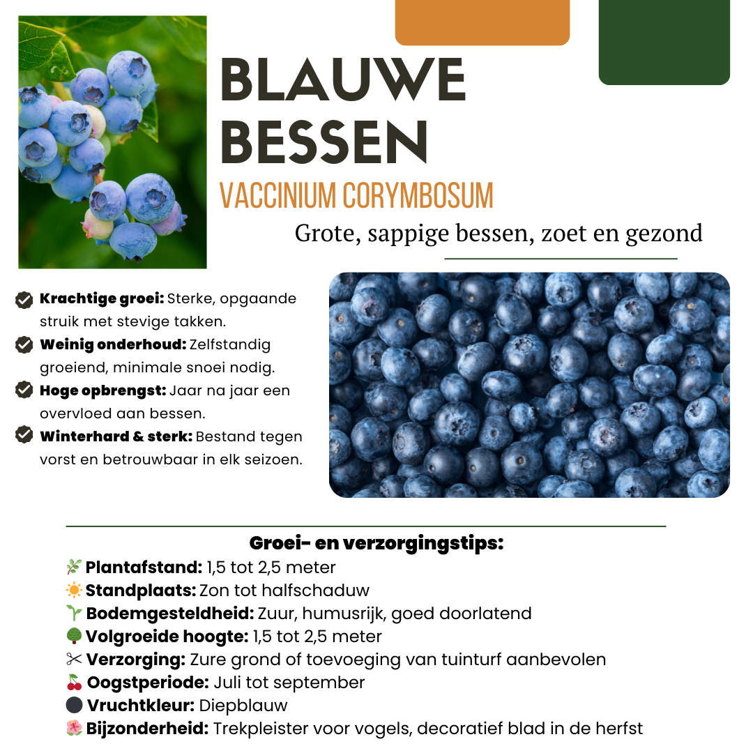 Premium basics 6 x Bosbessenplanten BIO - Ø 13 cm - ↨ 20 cm (48364)