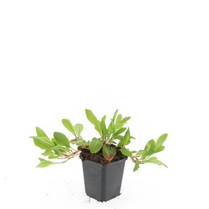 Garden basics 24x Persicaria aff. 'Darjeeling Red' - ↕10-25cm - Ø9cm (50508)