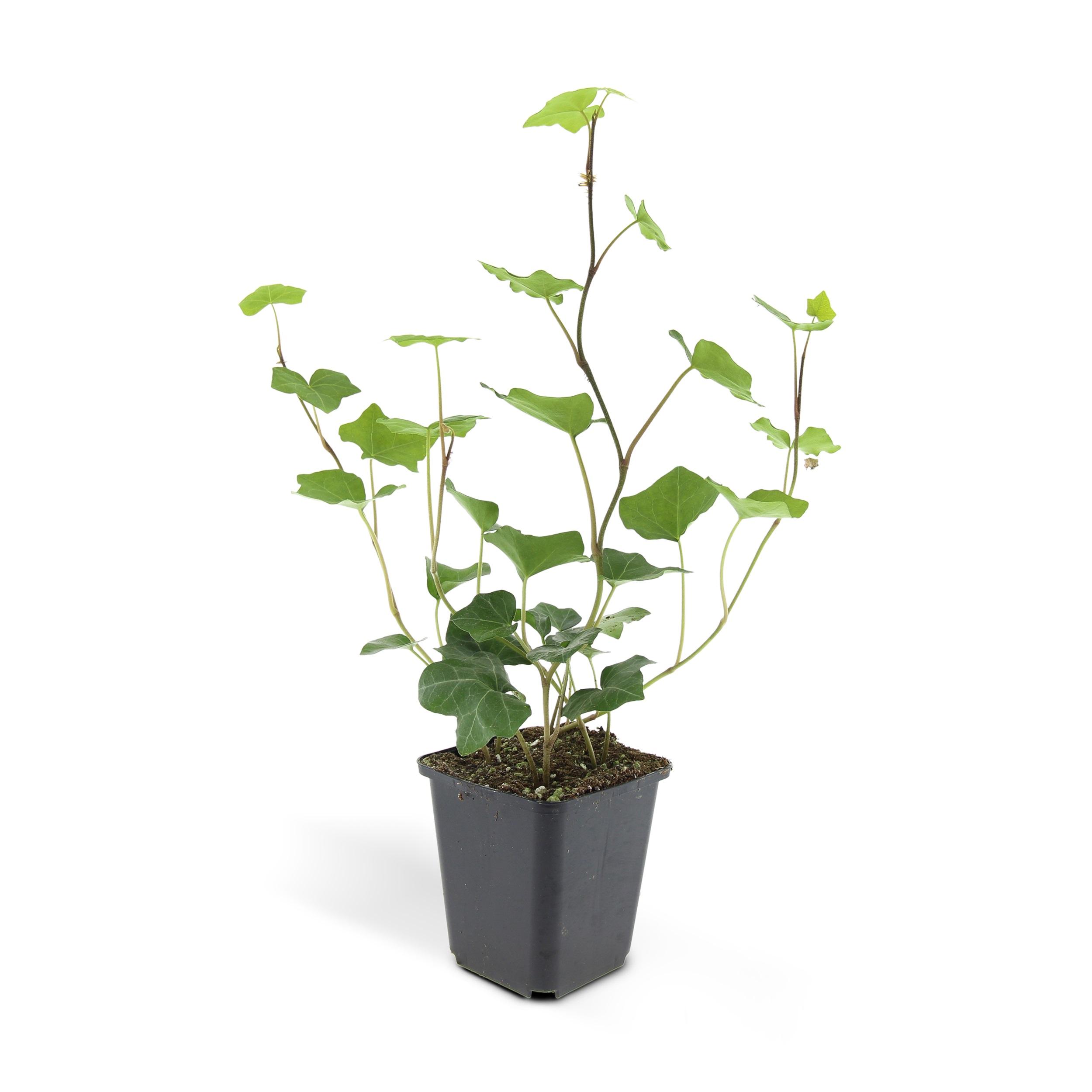 Garden basics 48x Hedera Hibernica - ↕10-25cm - Ø9cm (50325)