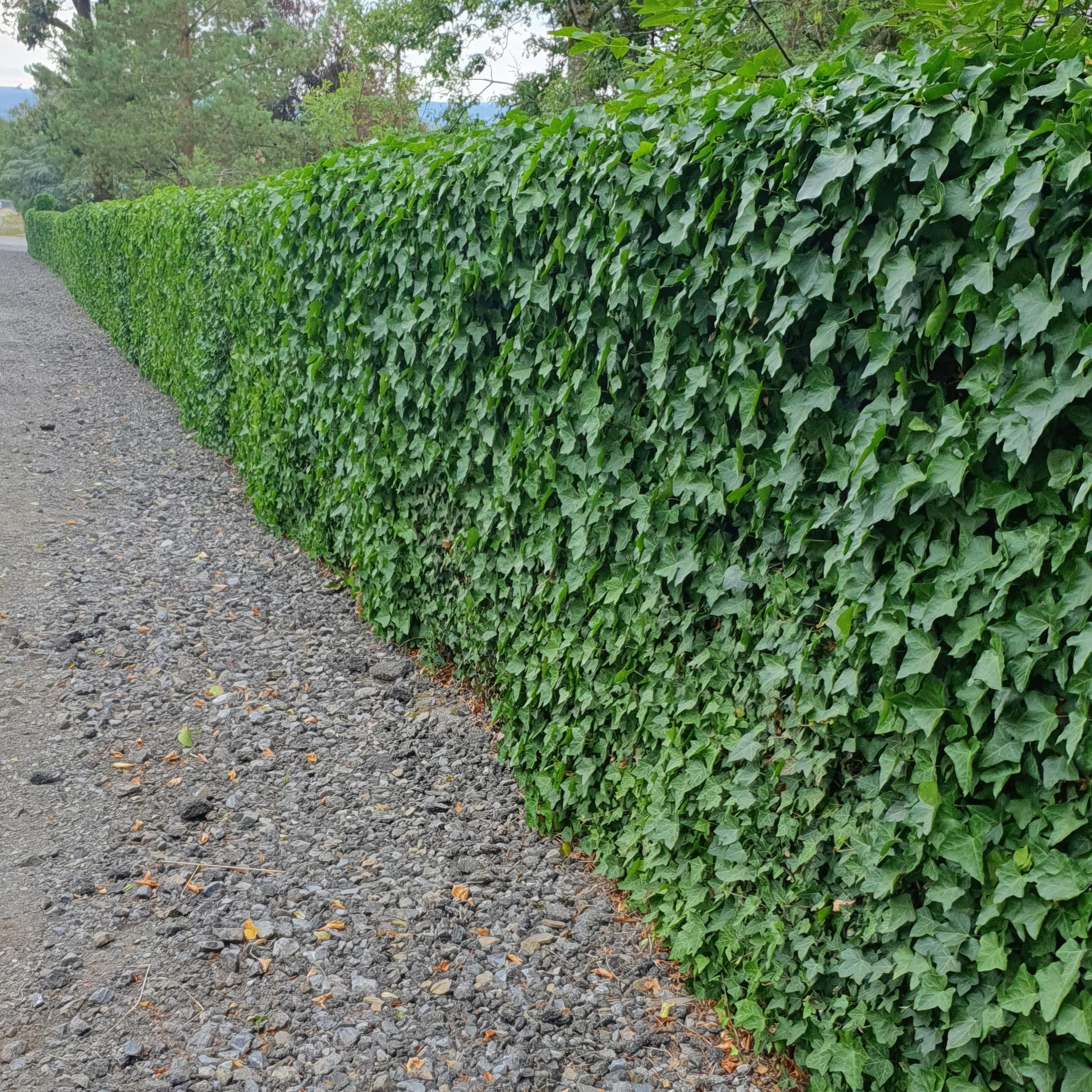 Garden basics 48x Hedera Hibernica - ↕10-25cm - Ø9cm (50325)