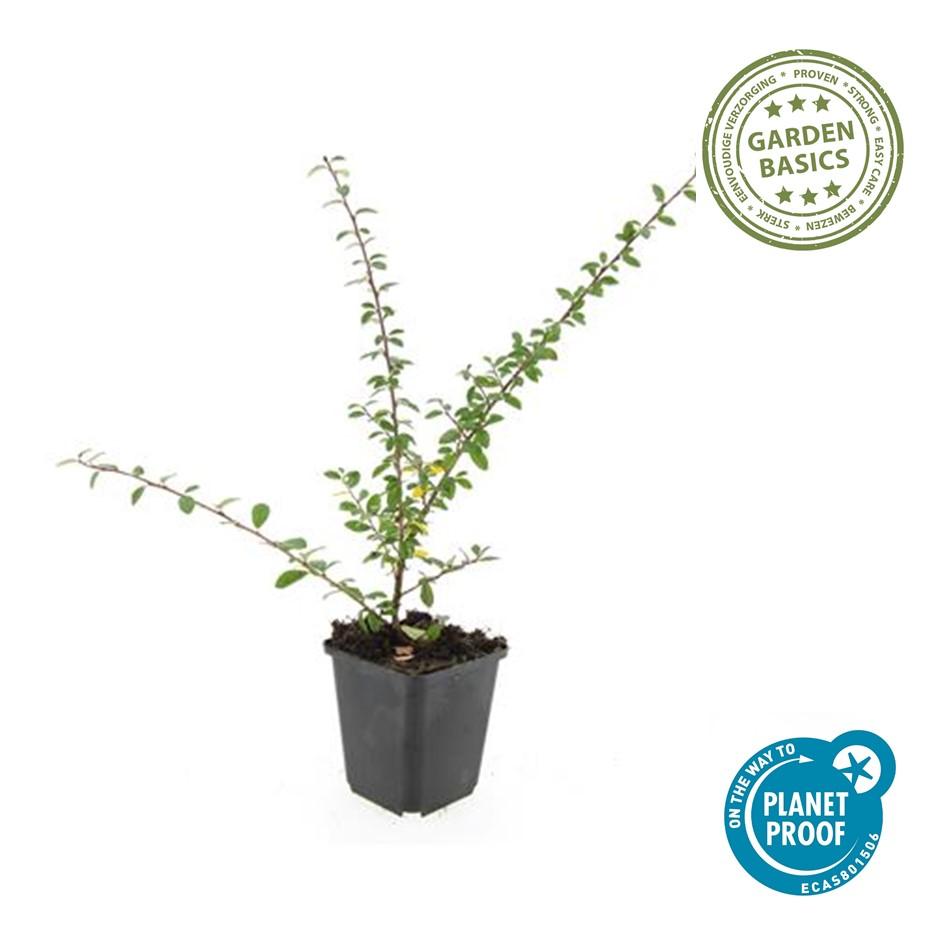 Garden basics 6x Cotoneaster suec. 'Coral Beauty' - ↕10-25cm - Ø9cm (46899)