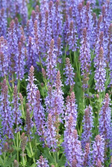 Garden basics 60x Salvia nem. 'Caradonna' - ↕10-25cm - Ø9cm (47989)