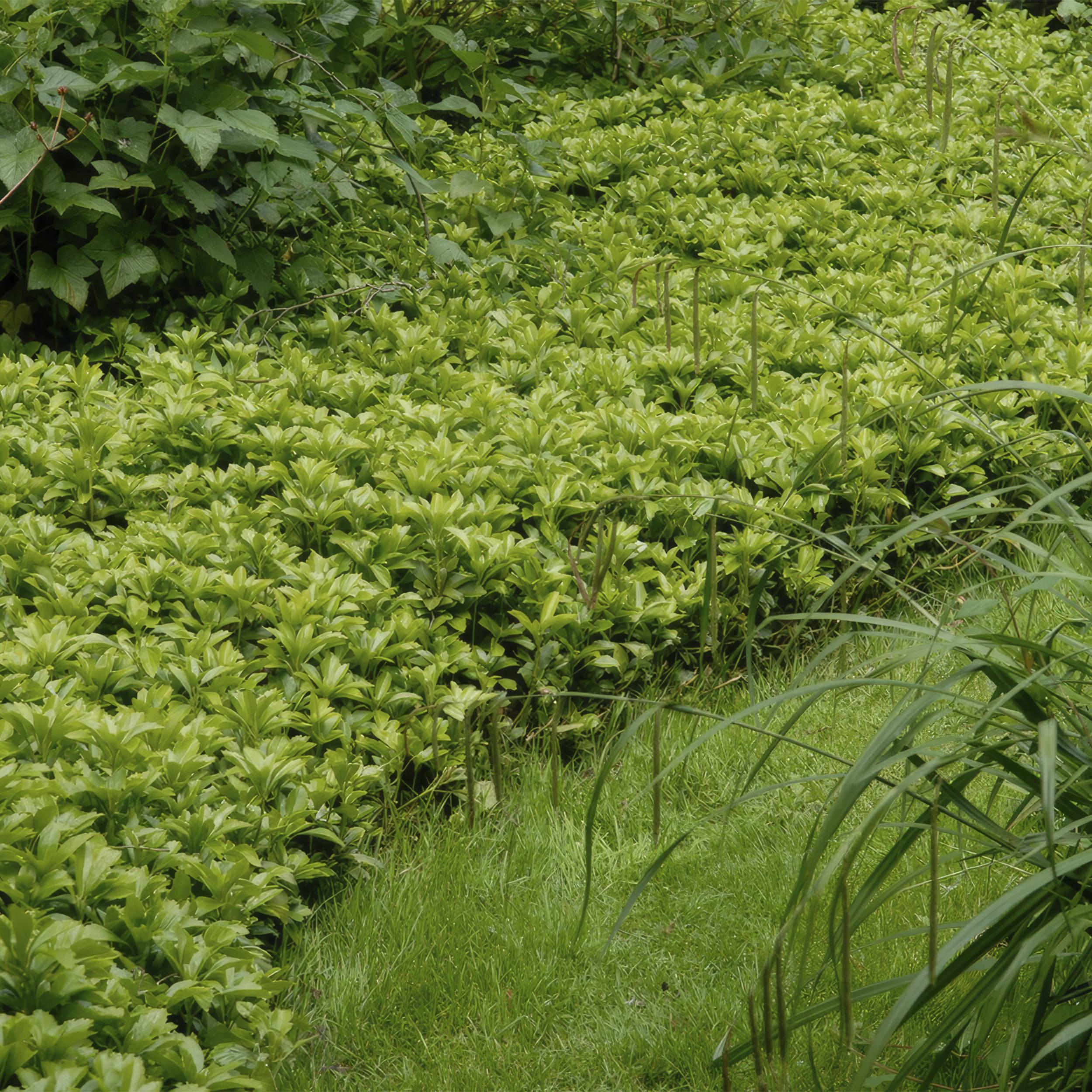 Garden basics 48x Pachysandra term. 'Green Carpet' - ↕10-25cm - Ø9cm (50339)