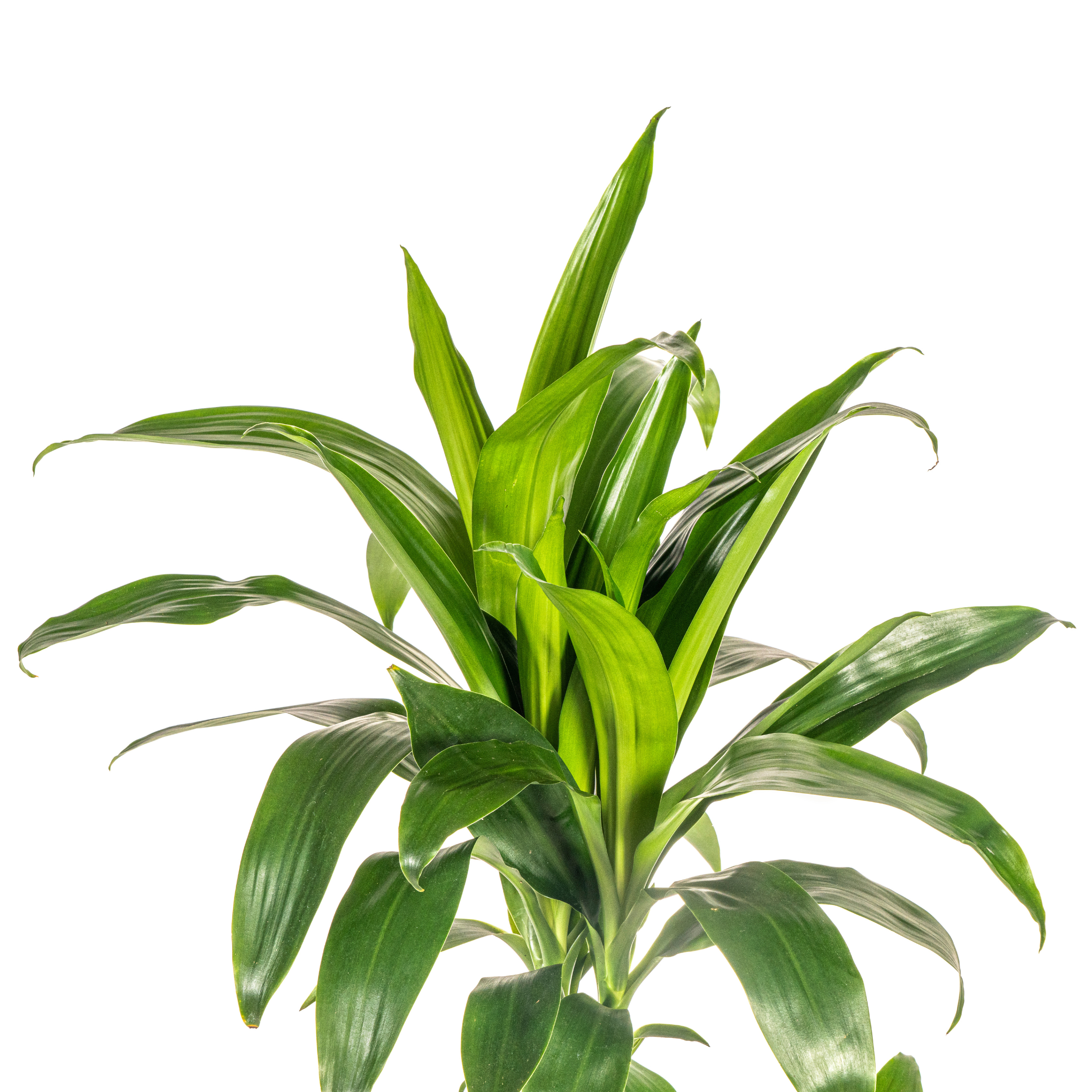 Dracaena Deremensis Lisa Ø21cm - ↕90 (4250308312770)
