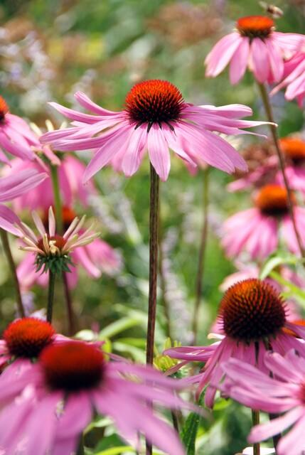 Garden basics 6x Echinacea p. 'Magnus' - ↕10-25cm - Ø9cm (47682)