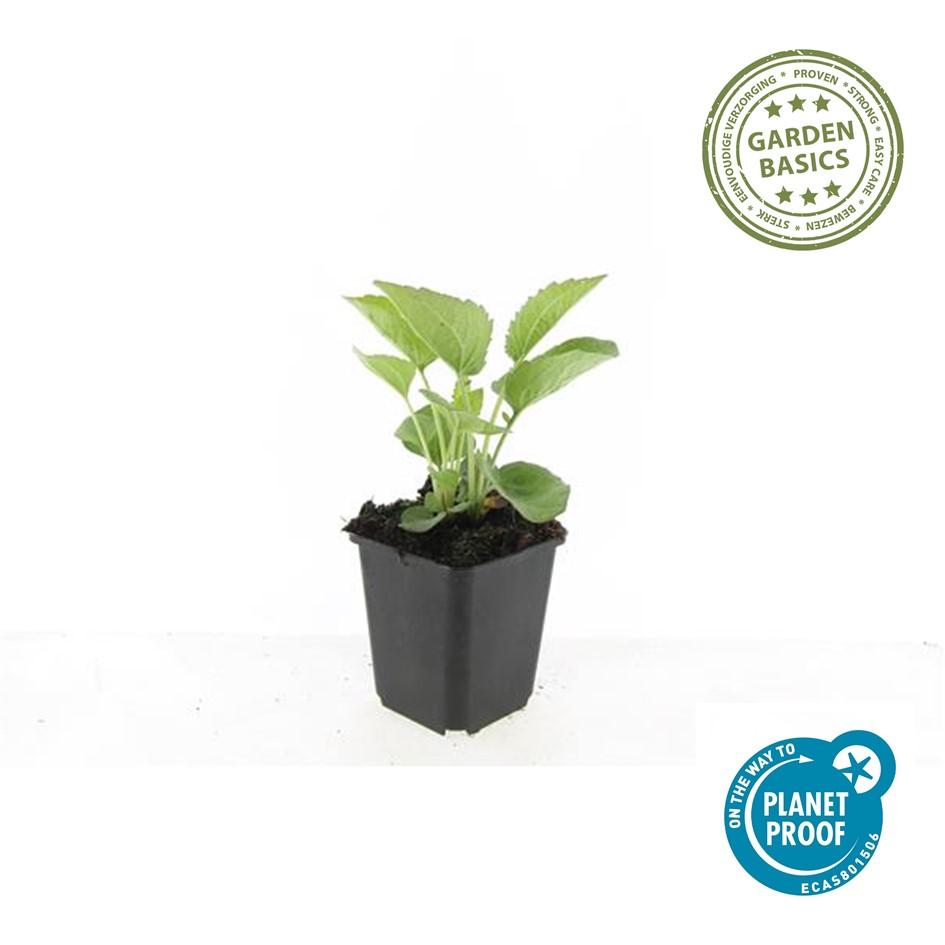Garden basics 6x Echinacea p. 'Magnus' - ↕10-25cm - Ø9cm (47682)