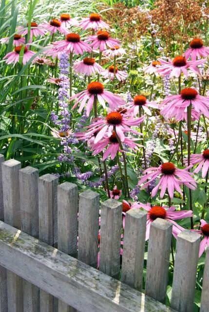 Garden basics 6x Echinacea p. 'Magnus' - ↕10-25cm - Ø9cm (47682)