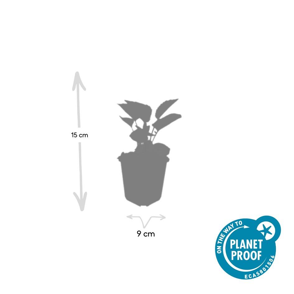 Garden basics 6x Echinacea p. 'Magnus' - ↕10-25cm - Ø9cm (47682)