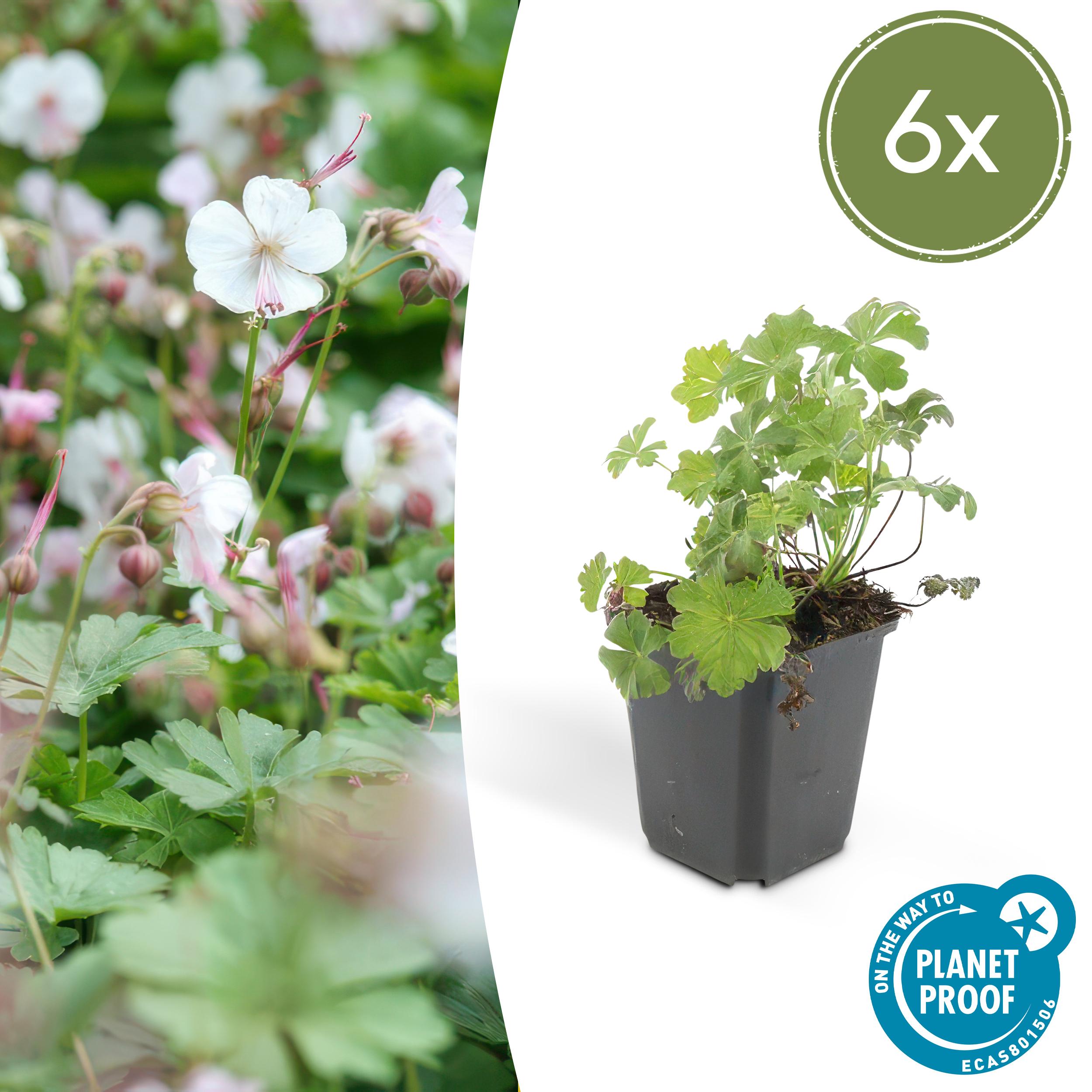 Garden basics 6x Geranium cant. 'Biokovo' - ↕10-25cm - Ø9cm (47767)