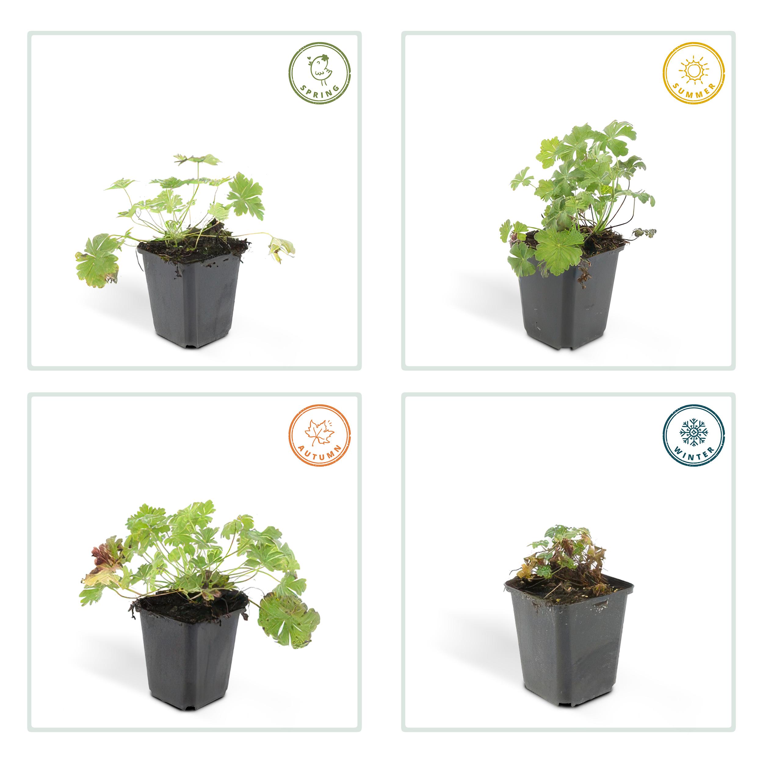 Garden basics 6x Geranium cant. 'Biokovo' - ↕10-25cm - Ø9cm (47767)