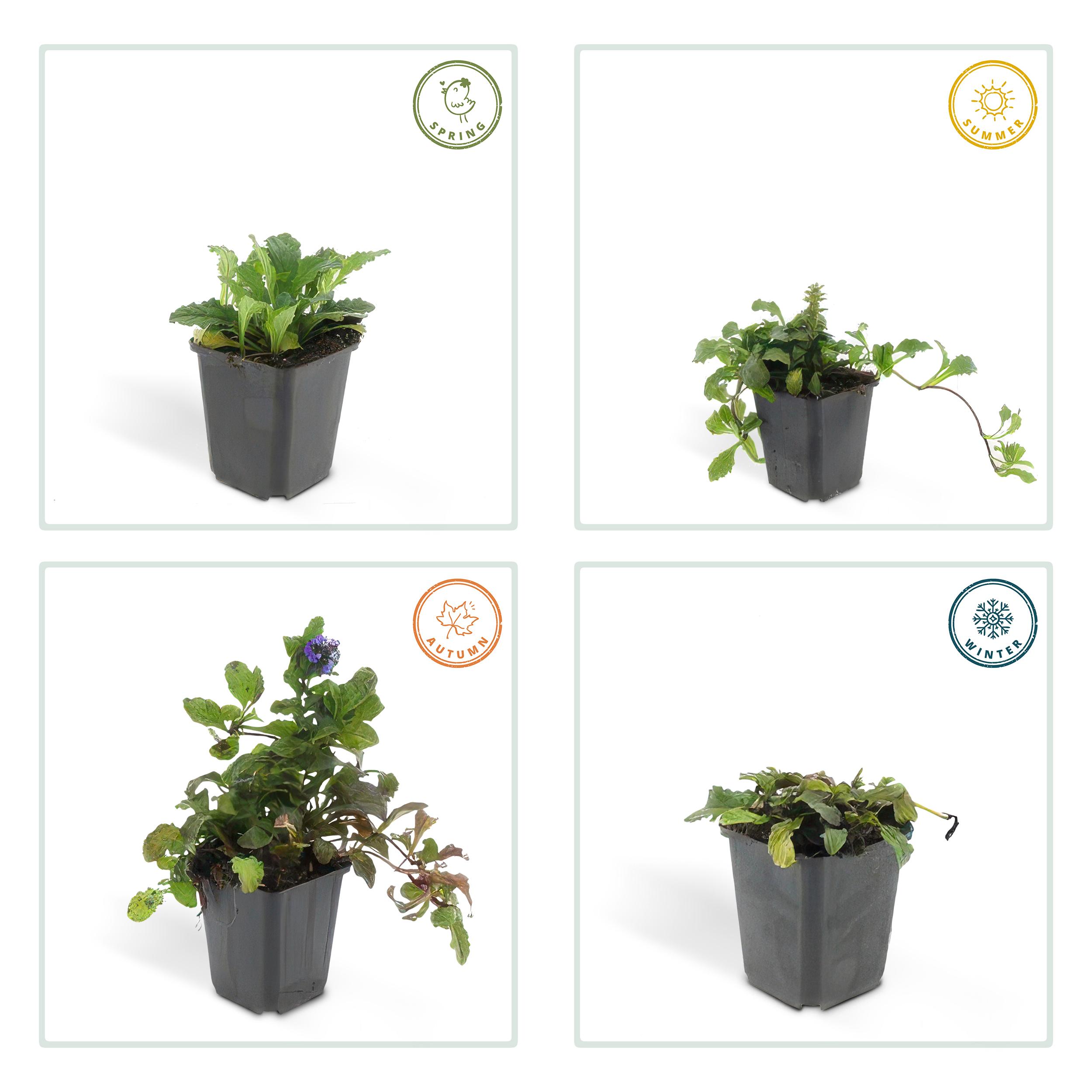 Garden basics 60x Ajuga reptans - ↕10-25cm - Ø9cm (46863)