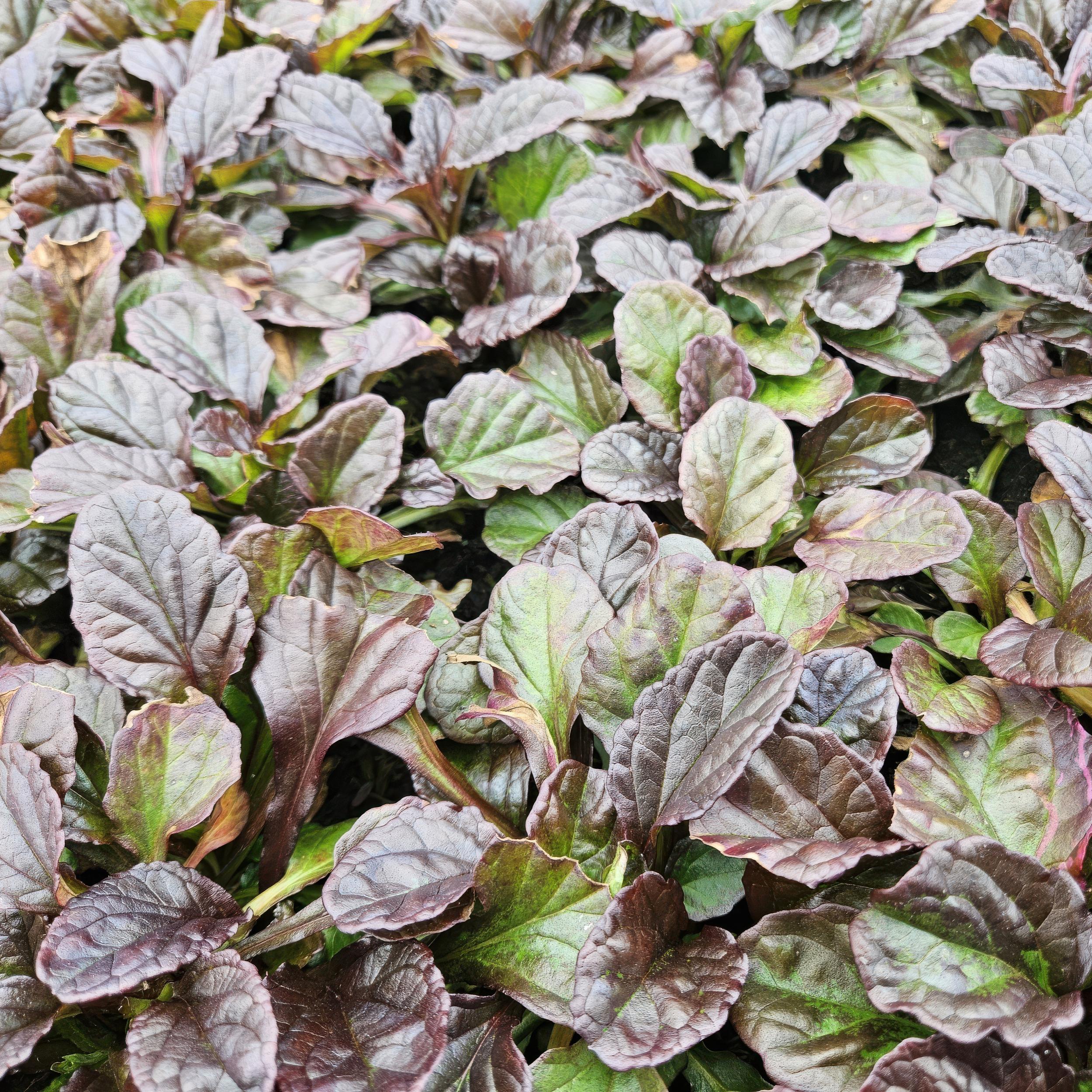 Garden basics 60x Ajuga reptans - ↕10-25cm - Ø9cm (46863)