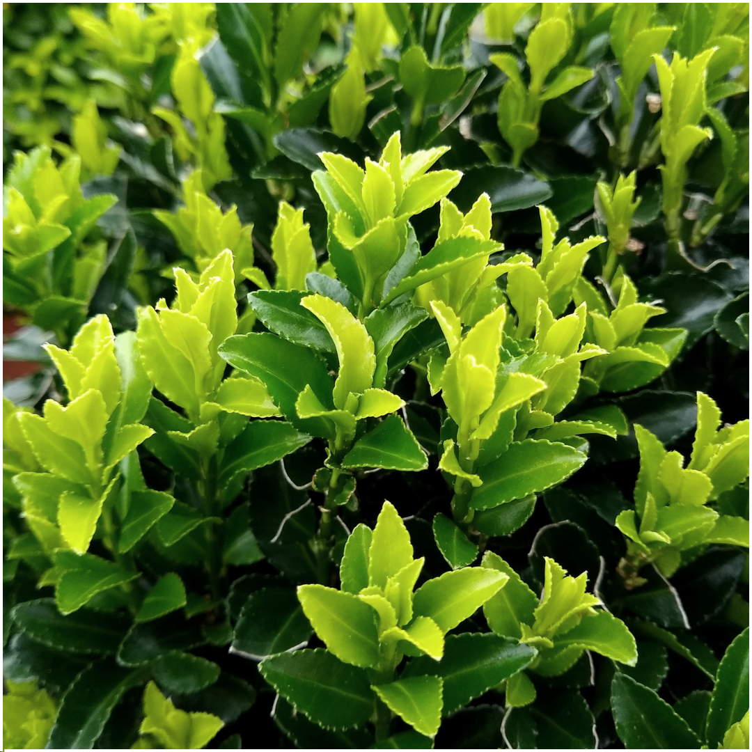 Plants by frank 72 x Euonymus 'Green Spire' - 72 x Ø 7 cm - ↨ 15 cm (8721001422449)
