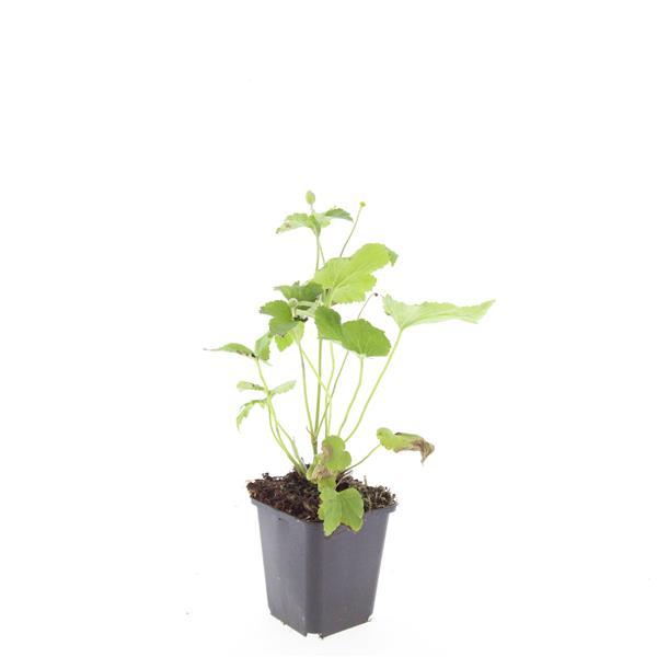 Garden basics 48x Anemone hyb. 'Honorine Jobert' - ↕10-25cm - Ø9cm (50365)