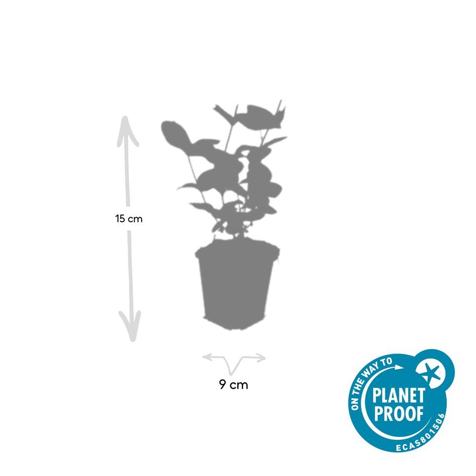 Garden basics 60x Hypericum inodorum 'Beauty' - ↕10-25cm - Ø9cm (47845)