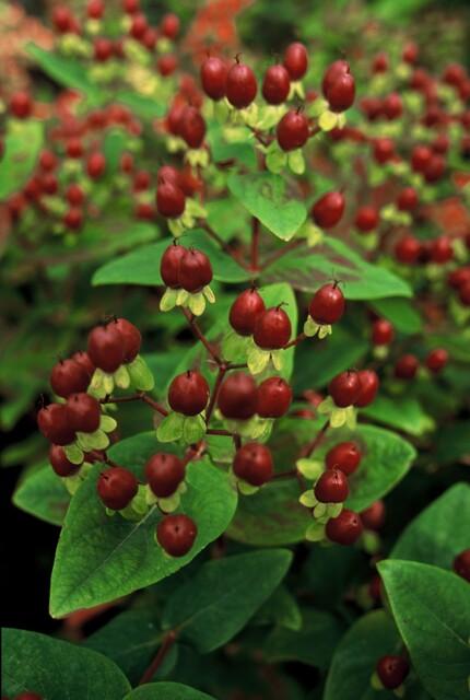 Garden basics 60x Hypericum inodorum 'Beauty' - ↕10-25cm - Ø9cm (47845)
