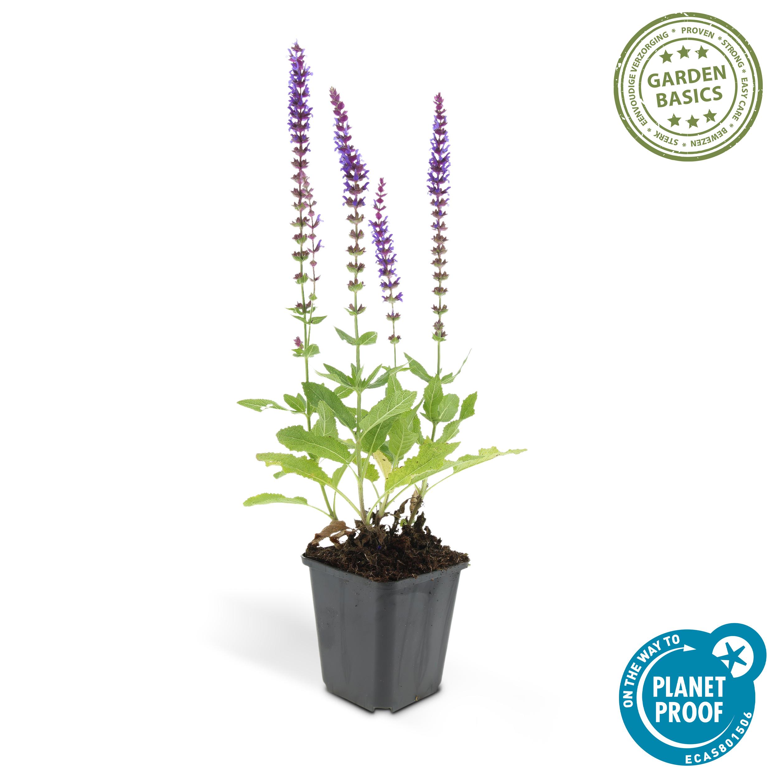 Garden basics 48x Salvia nem. 'Ostfriesland' - ↕10-25cm - Ø9cm (50343)