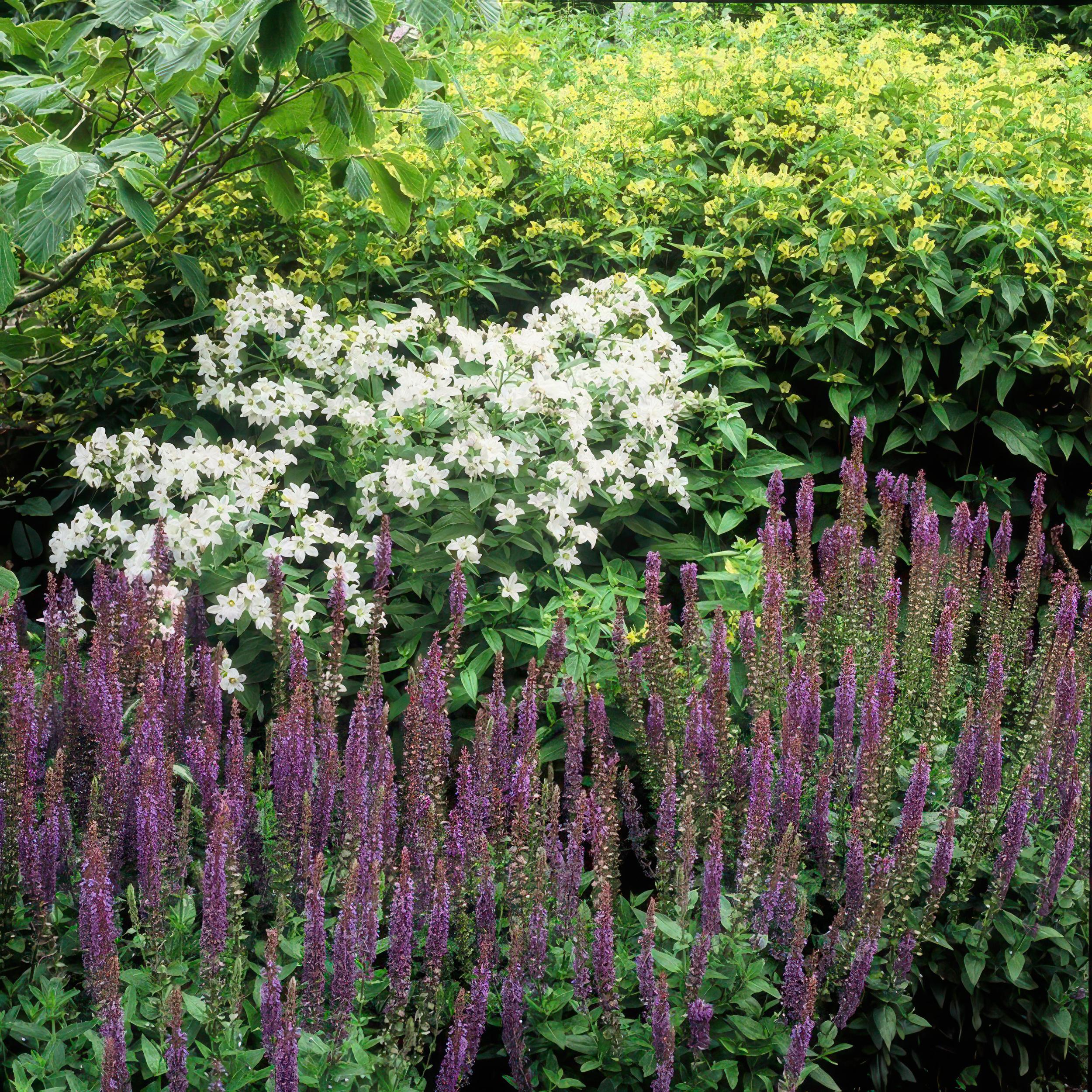 Garden basics 48x Salvia nem. 'Ostfriesland' - ↕10-25cm - Ø9cm (50343)